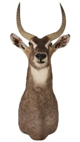 Waterbuck Shoulder Mount