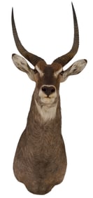 Waterbuck Shoulder Mount