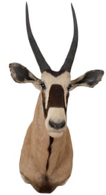 Gemsbok Shoulder Mount