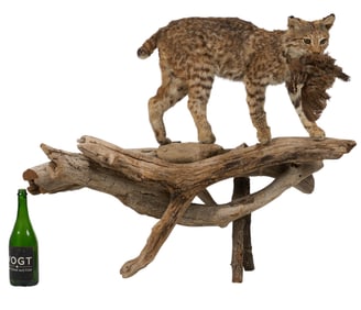 Full Body Bobcat Mount with Quail
