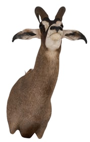 Roan Antelope Shoulder Mount