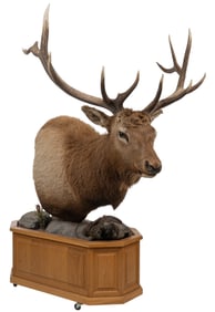Elk Shoulder Mount