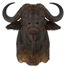 Cape Buffalo Shoulder Mount