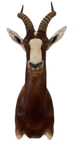 Blesbok Shoulder Mount
