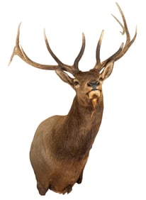 Arizona Elk Shoulder Mount