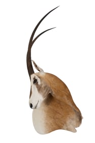 Oryx Shoulder Mount