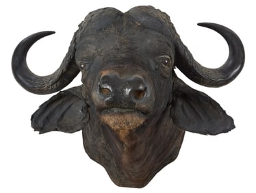 Cape Buffalo Shoulder Mount