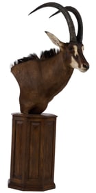 Sable Antelope Shoulder Mount on Pedestal