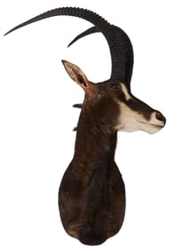 Sable Antelope