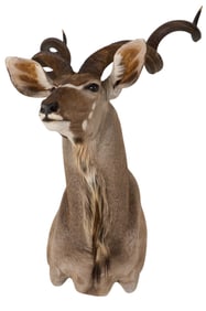 Kudu Shoulder Mount