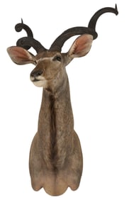 Kudu Shoulder Mount