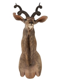 Kudu Shoulder Mount
