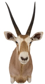 Gemsbok Shoulder Mount