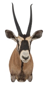 Gemsbok Shoulder Mount