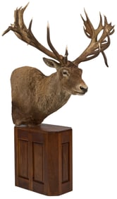 Record Elk Shoulder Mount Display