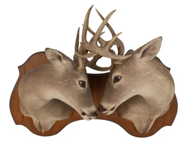 Pair of Dueling White-Tailed Deer Shoulder Mounts