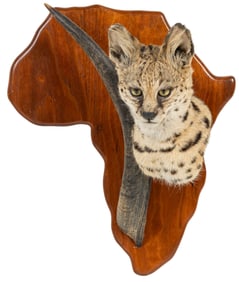 Savannah Cat Shoulder Mount