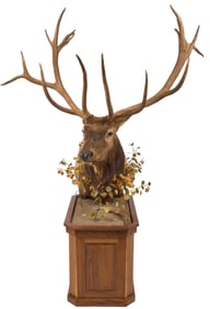 Record Red Stag Shoulder Mount on Base