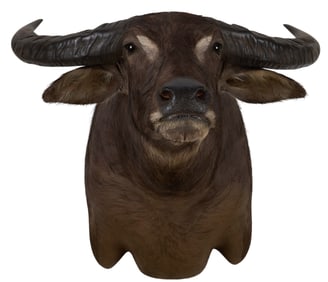 Water Buffalo Shoulder Mount