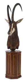 Sable Antelope Shoulder Mount on Pedestal