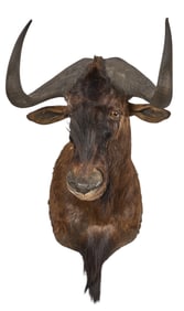 Wildebeest Shoulder Mount