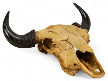 Buffalo Skull
