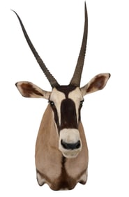 Gemsbok Shoulder Mount