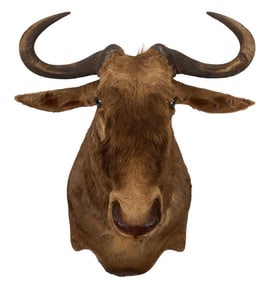 Wildebeest Shoulder Mount