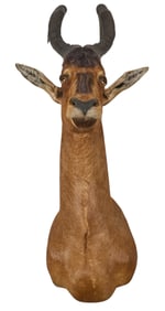 Red Hartebeest Shoulder Mount