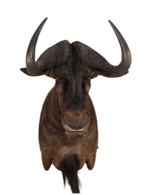 Wildebeest Shoulder Mount