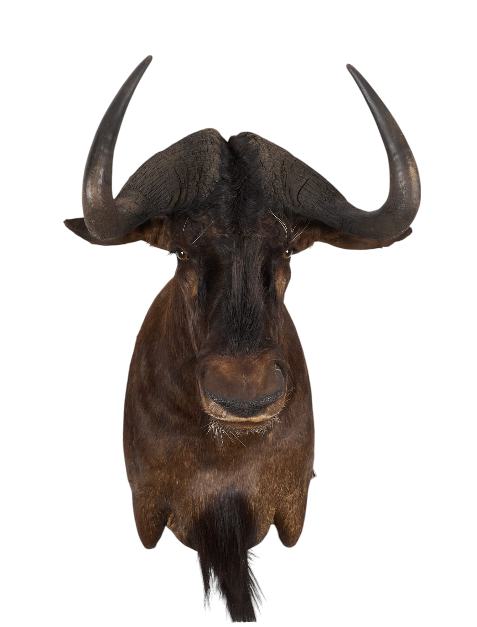 Wildebeest Shoulder Mount (1 of 4)