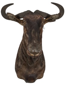 Wildebeest Shoulder Mount