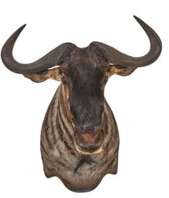 Wildebeest Shoulder Mount