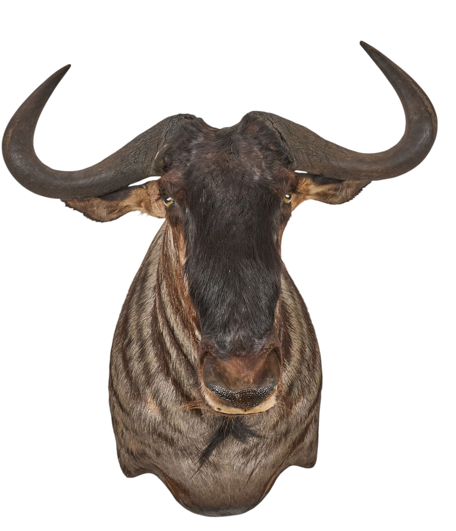 Wildebeest Shoulder Mount (1 of 5)
