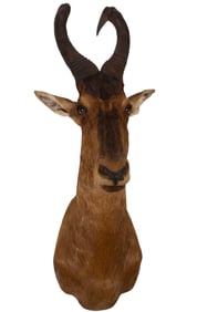 Red Hartebeest Shoulder Mount