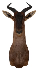 Hartebeest Shoulder Mount