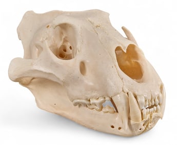 Large Feline Skull