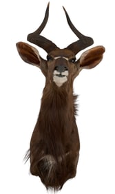 Nyala Shoulder mount
