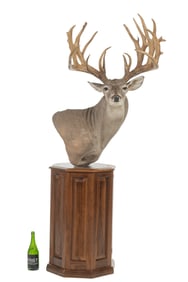 Non-Typical White Tail Partial Mount