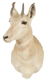 Female Pronghorn Antelope Shoulder Mount