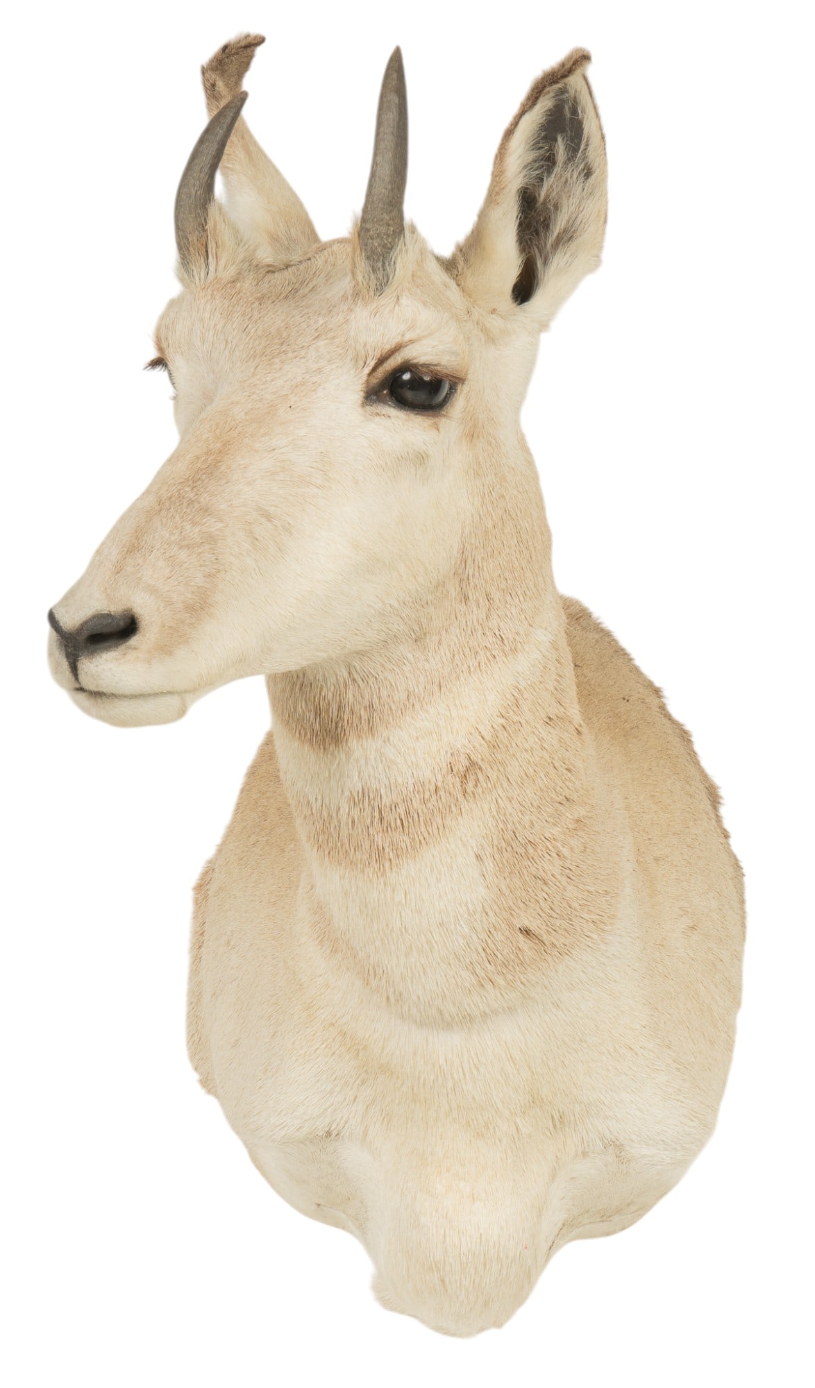 Female Pronghorn Antelope Shoulder Mount (1 of 4)
