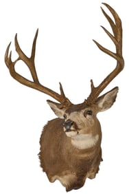 Mule Deer Shoulder Mount