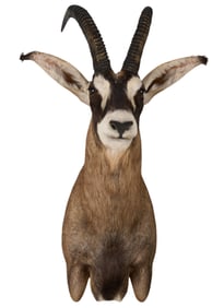 Roan Antelope