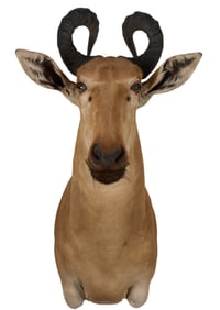 Hartebeest Shoulder Mount