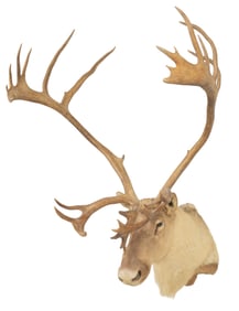 Caribou Shoulder Mount