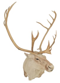 Female Caribou Shoulder Mount