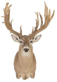 Non-Typical White Tail Shoulder Mount