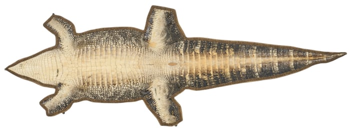 Alligator Skin Mounted to Wooden Panel