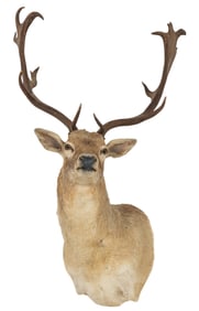 Fallow Deer Shoulder Mount