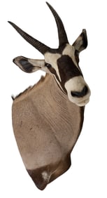 Gemsbok Shoulder Mount